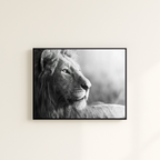 No. 1 - Lion In Black And White