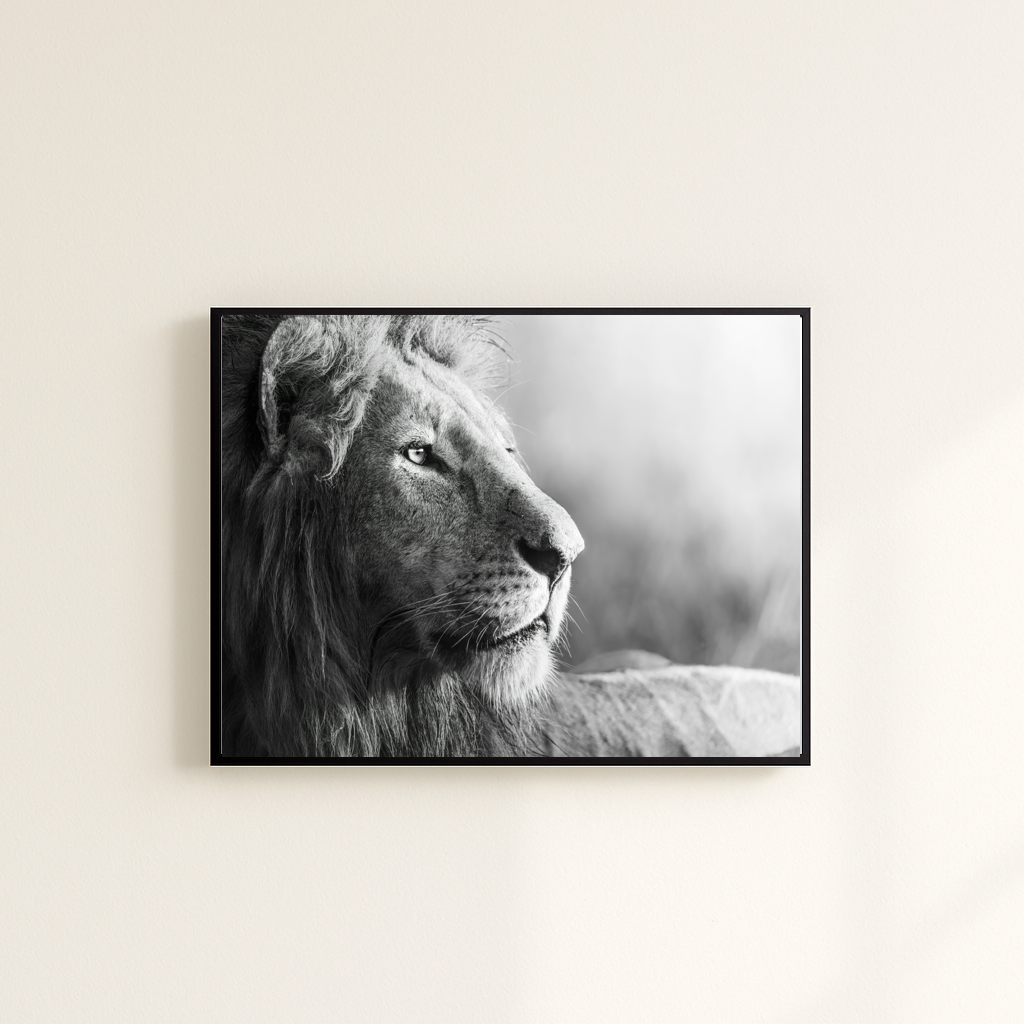 No. 1 - Lion In Black And White