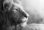 No. 1 - Lion In Black And White