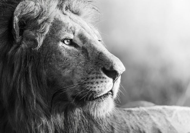 No. 1 - Lion In Black And White